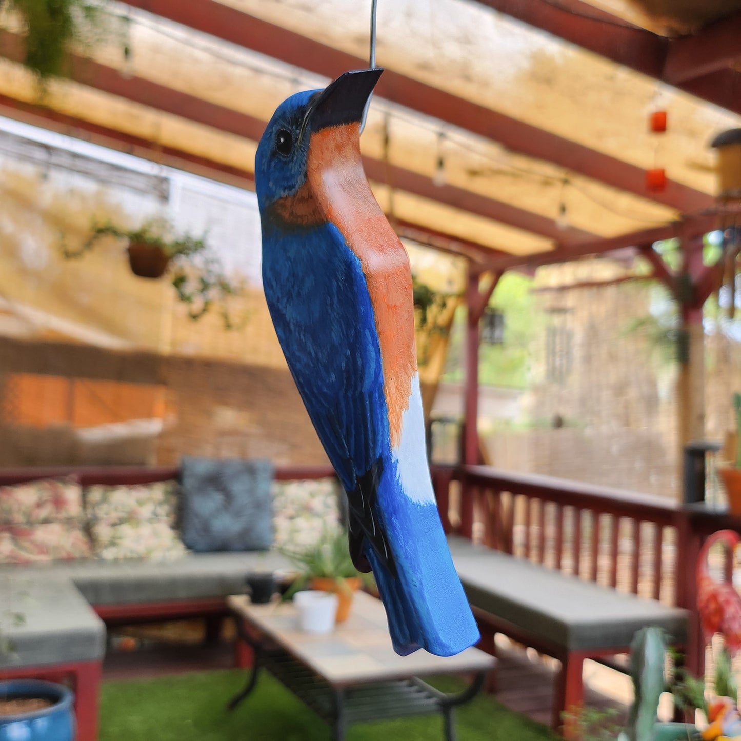 Eastern Bluebird