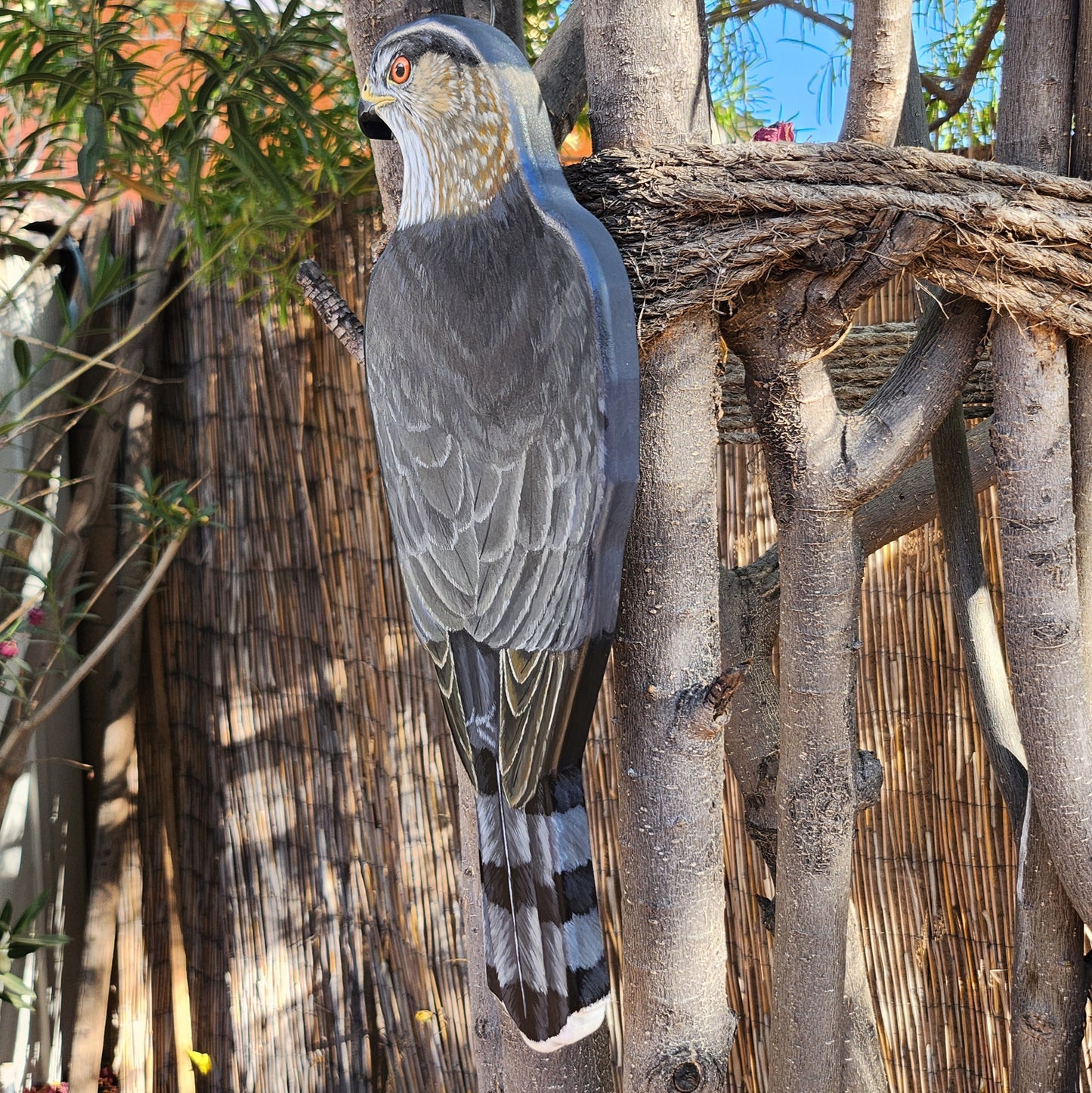 Cooper's Hawk