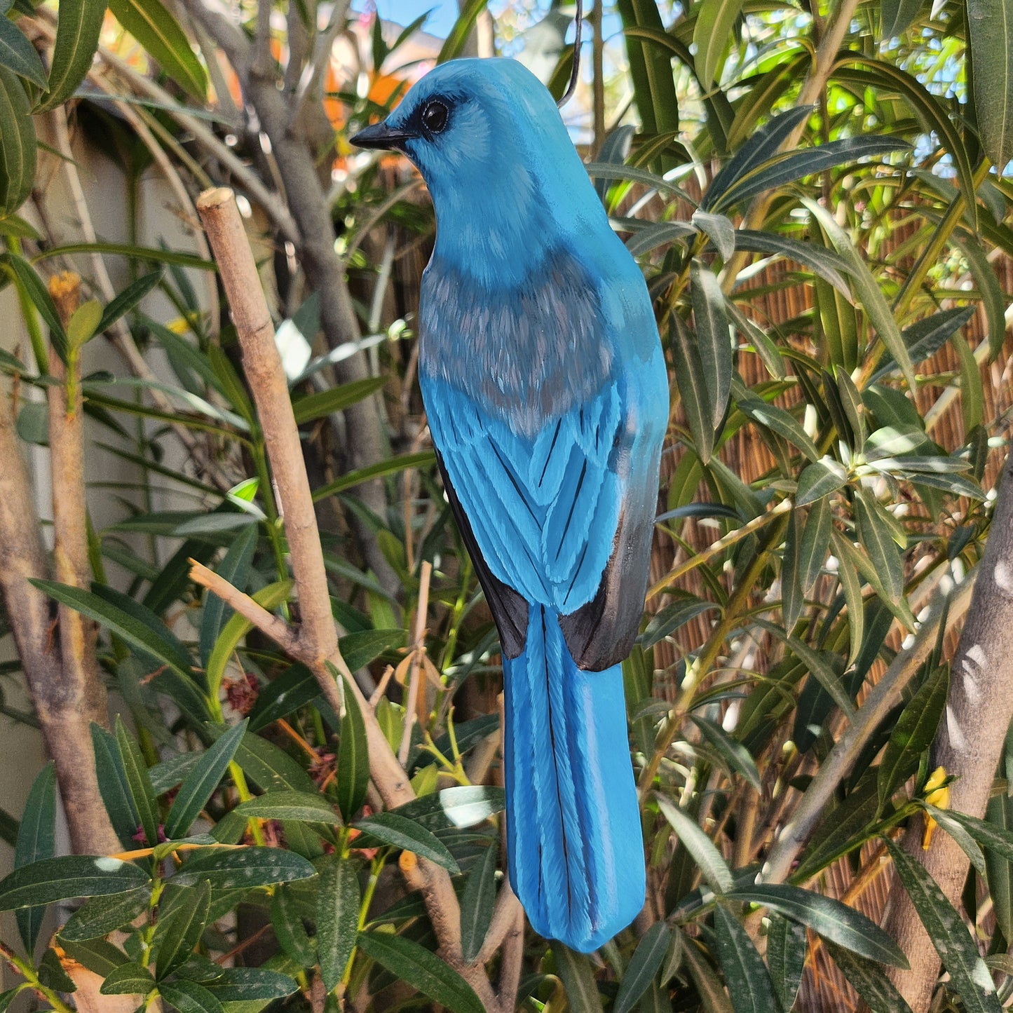 Mexican Jay