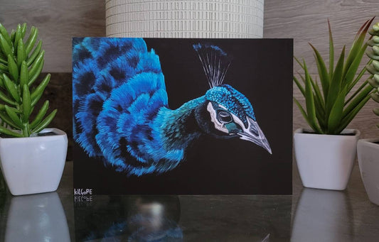 Peacock - 5 x 7 Fine Art Print - By Kilgore