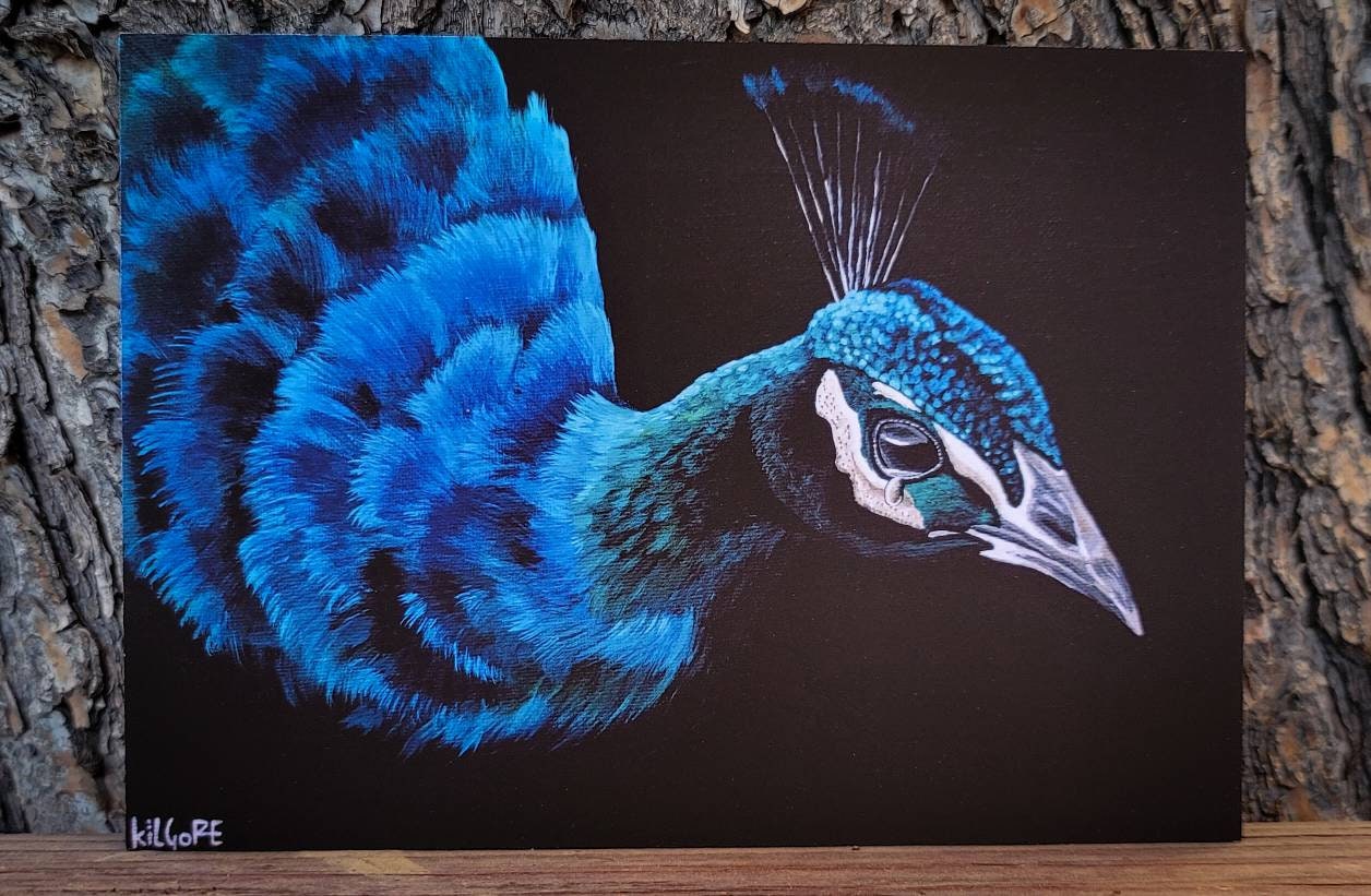 Peacock - 5 x 7 Fine Art Print - By Kilgore