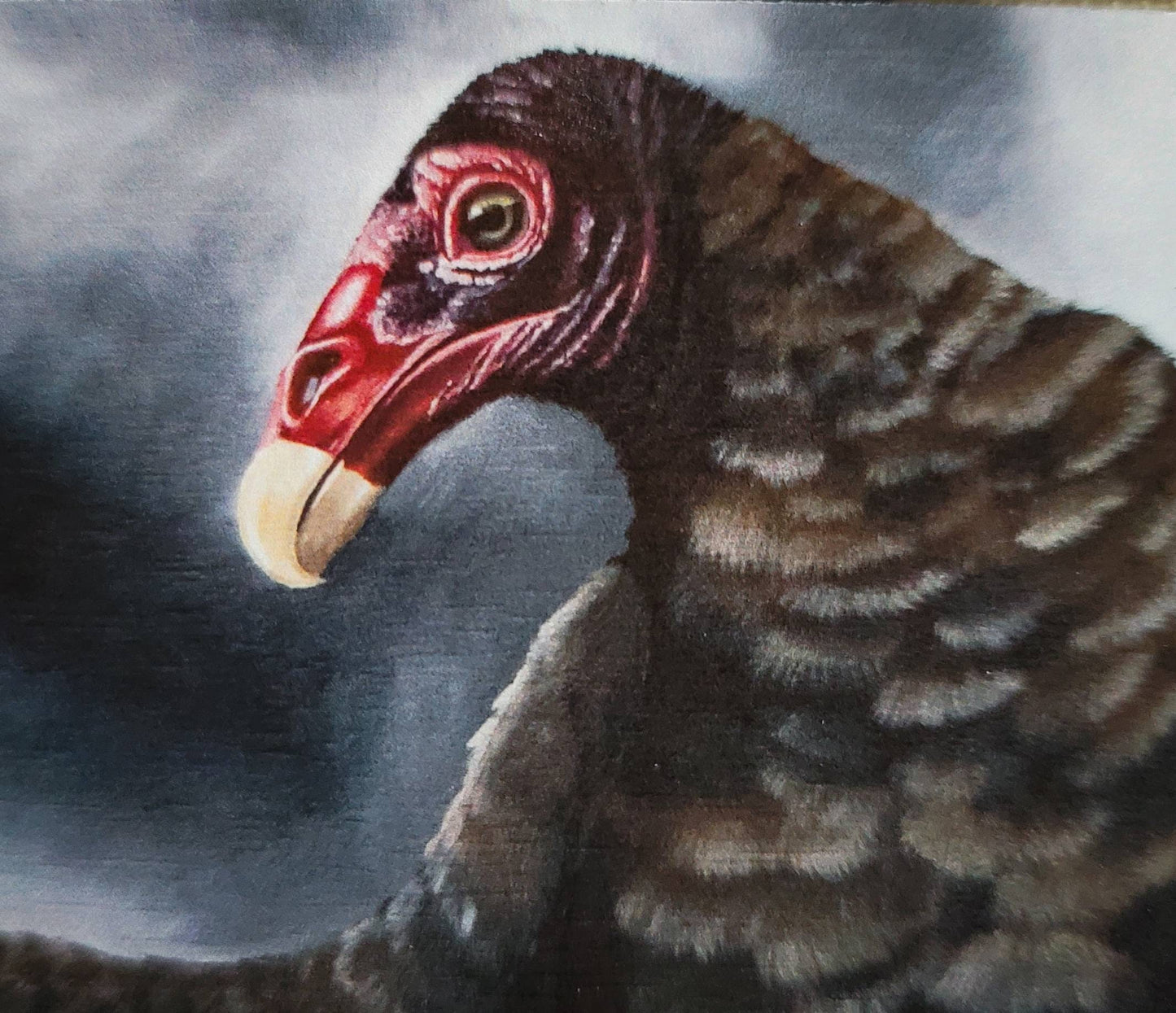 Turkey Vulture on a Stop Sign - 5 x 7  Fine Art Print - By Kilgore - Southwestern Wall Decor